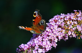 butterfly, peacock Butterfly, flower, blooms, insect, entomology, garden, plant, animal, nectar, edelfalter