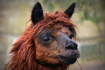 alpaca, vicuna Pacos, animal, mammal, peru, south American Camelid, nature, hair, fabric, clothing, animal Exploitation