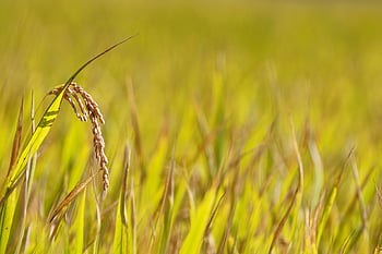 ch, asian Rice, rice, isaac, fruit, autumn, grain, plant, nature, landscape, rice Paddies
