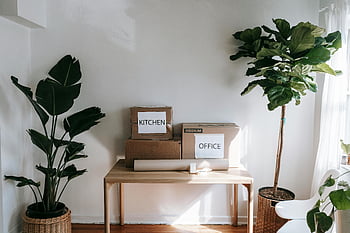 กล่องกระดาษแข็งสีน้ำตาล, โต๊ะไม้, กล่องครัว, ตู้สำนักงาน, ย้ายกล่อง, houseplants, การตกแต่งภายในที่มีสไตล์, พืชในร่ม, การตกแต่งห้อง, องค์กรบ้าน, ห้องนั่งเล่นที่ทันสมัย