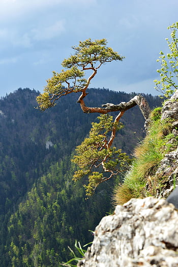 Polsko, hory, pieniny, sokol, strom, krajina, Příroda, cestovní ruch, nebe, mraky, Pohled