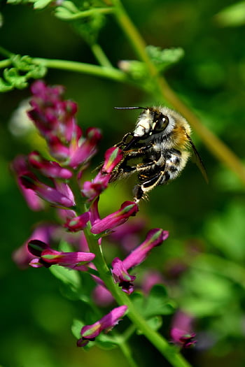 včela, květ, hmyz, opylování, rostlina, jaro, Příroda, nachový, pyl, hymenoptera, zblízka