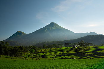 rice Field, mountains, rice Terraces, plantation, farm, farming, rice Paddies, paddies, agriculture, farmland, natural