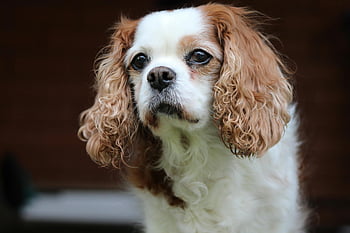 Blenheim Cavalier King Charles Spaniel, close-up photography, adorable dog, soft fur, gentle expression, curious look, Cavalier King Charles Spaniel, pet photography, dog portrait, fluffy dog, cute dog