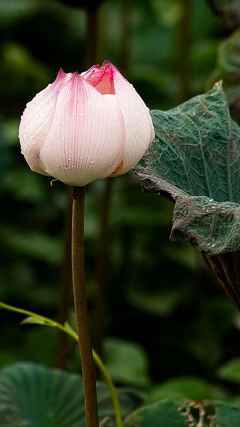 lotus, krásné květiny, květ, růžový květ, květinové pozadí, lotosový květ, květinové tapety, lotosové listy, okvětní lístky, růžové okvětní lístky, flóra