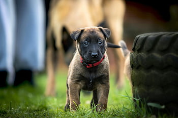 belgický malinois, štěně, travnaté hřiště, pneumatika, belgický ovčák, detail, upozornění, okouzlující, venkovní, červený límec, mladý pes