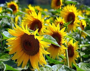 sunflowers, flowers, yellow Petals, petals, plants, blossom, bloom, flora, nature