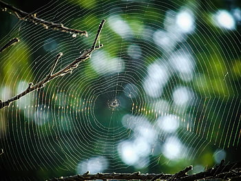 spider web, macro photography, morning dew, close-up, delicate web, blurred garden, nature photography, web details, outdoor scene, natural backdrop, spider web texture