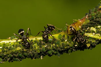 formiche, natura, pidocchi, insetto, macro, insetti, estate, pianta
