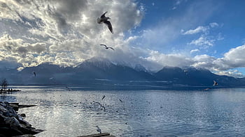 jezero, racek, mrak, odraz, voda, atmosféra, večer, hora, Příroda, jezero Ženeva, montreux