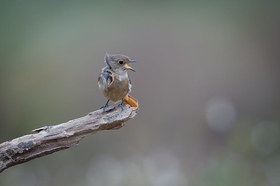 bird, nature, wildlife, perched, birdwatching, animal, avian, feathers, flying, wings, beak