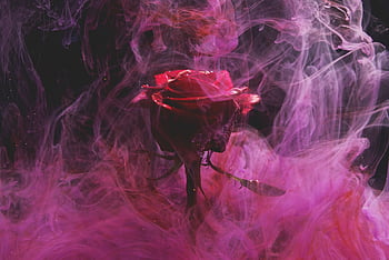 rose, flower Background, red, smoke, fog, red Rose, flower, beautiful Flowers, flower Wallpaper, rose Petals, bloom