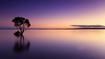 tramonto, mare, cielo, albero solitario, acque calme, Scena del crepuscolo, cielo vibrante, Vista serena, riflessione, natura, paesaggio
