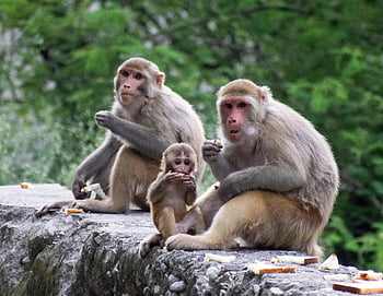 monkey, family, baby, ape, animals, mammal, baboon, nature, cute, Äffchen, young
