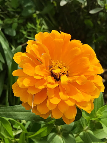 bloem, bloem achtergrond, fabriek, stuifmeel, bloemblad, tuin-, natuur, geen persoon, Engelse goudsbloem, bloem behang, vaas