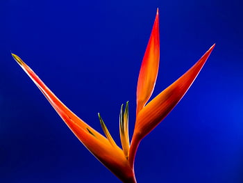 rajských ptáků, květ, makro fotografie, živé barvy, modré pozadí, tropické květiny, oranžová květina, fotografování přírody, květinové fotografie, detail, strelitzia reginae