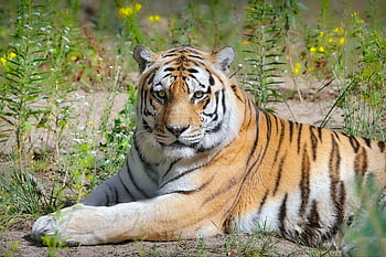 tygr, zvíře, volně žijících živočichů, savec, druh, fauna, dravec, velká kočka, tygr amur, sibiřský tigr, panthera