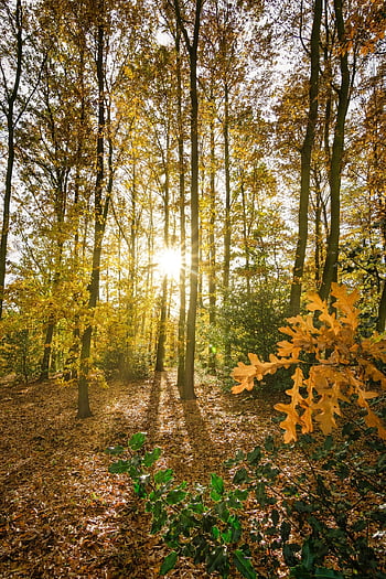 autumn, fall, trees, autumn Sunshine, woodland Walk, yorkshire, low Sun, light, idyllic, rural, countryside