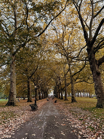 park út, őszi fák, lehullott levelek, derűs park, békés légkör, sétány a fák alatt, park jelenet, őszi lombozat, fákkal szegélyezett út, pad a parkban, szabadtéri táj