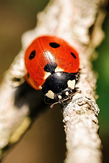 ladybug, insect, dots, spots, closeup, beetle, lady Beetle, nature
