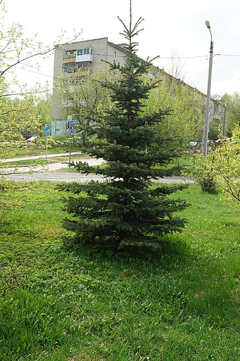 spring, color, ural, grass, plot, nature, flora, background, sky, tree, spruce