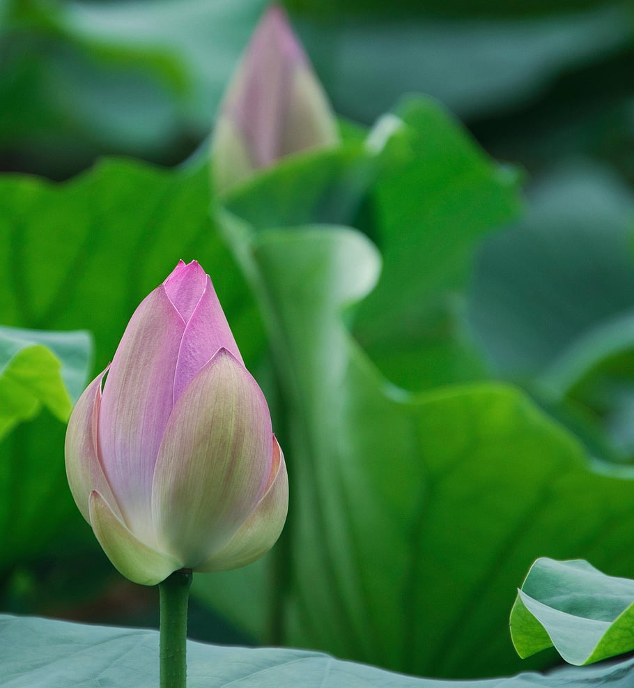 květ, lotus, pupen, rostlina, lotosový bud, růžový květ, okvětní lístky, leknín, vodní rostliny, rybník, Příroda