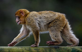 barbary Macaque, monkey, animal, barbary Ape, macaque, mammal, primate, baby Monkey, wildlife, nature, endangered