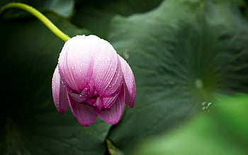 růžový květ bud, ranní rosa, přirozené světlo, zelené listy, růžový lotos, kapky rosy, Ohromující květina, lotosový květ, fotografování přírody, květinové fotografie