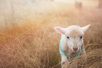 white goat kid, cute lamb, blue cloth, grassy field, daytime, warm sunlight, outdoor, farm animal, young goat, baby goat, nature scene