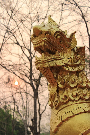 สิงห์, ธรรมชาติ, สิงโต, Buddah, ศาสนา, พระอาทิตย์ขึ้น, ราชาแห่งสัตว์, ผู้ปกครอง, กาไหล่, ทอง, โอ่โถง