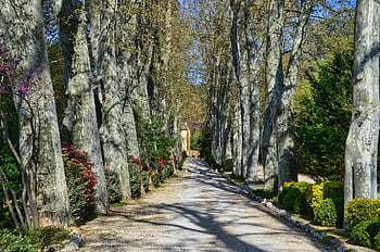 plane Trees, alley, entry, house, outside, trees