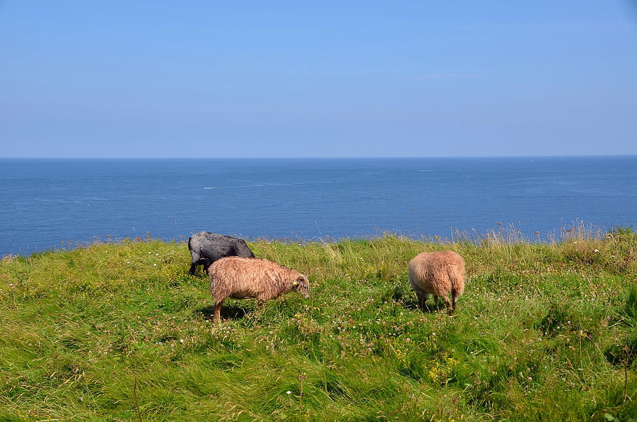 the Sheep, herd, pasture, riverbank, coast, helgoland, north Sea, north Sea Vacation, north Sea Island