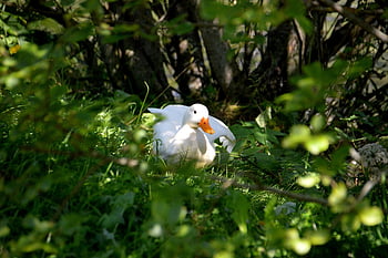 アヒル、 ペキンダック、 ホワイトペキンダック、 水鳥、 あひる、 水生鳥、 鳥、 自然、 動物