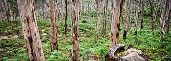 boranupský les, les, krajina, stromy, Příroda, rostlin, Margaret řeka, Austrálie, stromy Panorama, Boranup Forrest, pro ostatní