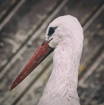 こうのとり、 翼、 鳥、 羽毛、 自然、 動物たち、 ガラガラコウノトリ、 エレガント、 野生動物、 コウノトリ、 モンキーマウンテンセーラム