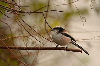 bird, beak, animal, feathers, plumage, avian, birdwatching, wildlife, wild, wood, forest