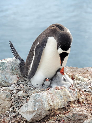 gentoo pinguino, pinguino, uccello, animale, piccolo pinguino, pulcino, natura, fauna, antartico