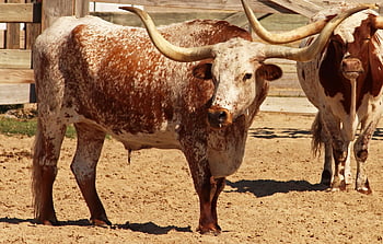 texas longhorn, Příroda, kráva, hospodařit, hospodářských zvířat, longhorn, býk, zvíře, savec, dobytek, rohy