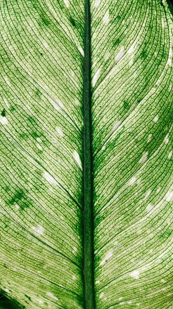 foglia verde, pianta tropicale, nervature fogliari, colpo di macro, verde vibrante, intricati motivi vene, foglia dettagliata, trama vegetale, struttura fogliare, fotografia botanica, primo piano della natura