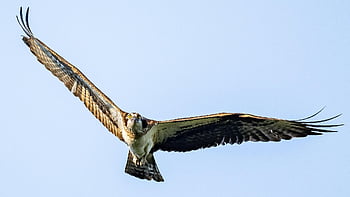 mořský orel, pták, raptor, jestřáb, zvíře, létající, křídla, peří, Příroda, volně žijících živočichů, lovec