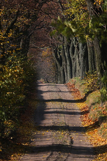 silnice, avenue, cesta, stezka, stromy, listy, les, cestovat, podzim, divoký, Příroda