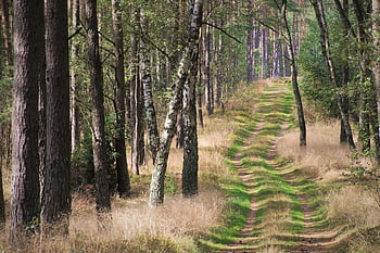 Vůně lesa, lesní stezka, lesní cesta, stromy, fleece, kopec, suchá tráva, kmeny stromů, stezka v lese, lesy, krajina