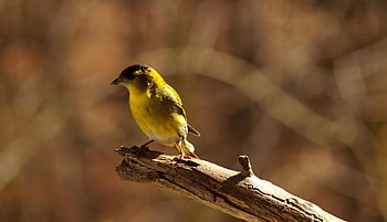 bird, siskin, songbird, branch, beak, feathers, plumage, spinus Spinus, animal, male, nature