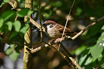 Vogel, Spatz, sperling, Singvogel, Fauna, Tierwelt, Vogelkunde, Spezies, Tier, Natur