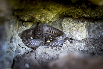 užovka, natrix natrix, plaz, natter, druh, nehazardní, zvíře, stupnice, výkres, Příroda, biologie