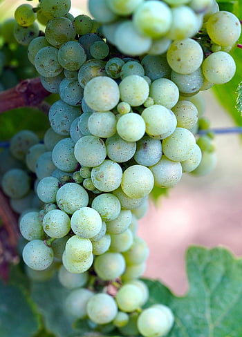 les raisins, fruits, aliments, Frais, en bonne santé, mûr, biologique, sucré, produire, vignoble, vigne