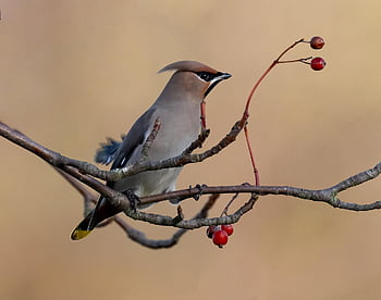 bird, beak, bill, plumage, feathers, bird Watching, ornithology, waxwing, animal, nature, animal World