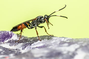 ichneumon osa, mouchy, pozadí, izolovaný, létat, hmyz, vystříhnout, šedé pozadí, studio, kámen, Skála