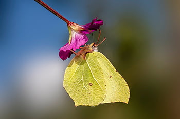 természet, állat, virágzás, virágzik, kék, pillangó, virág háttérkép, pillangószárnyak, bezár, közös kémény, fauna
