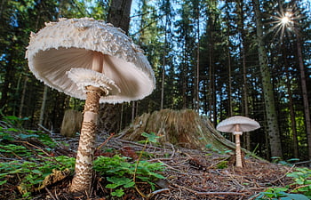 deštník, slunečník, obří schirmling, houba, divoké houby, podzim, houba na mytí, výtrus, lesní podlaha, podlaha, les